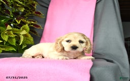 Cocker Spaniel dogs for sale: Elsa - Image 3