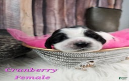 English Springer Spaniel dogs for sale: Cranberry - Image 1