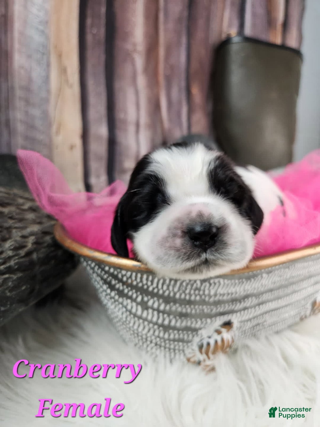 English Springer Spaniel dogs for sale: Cranberry - Image 1