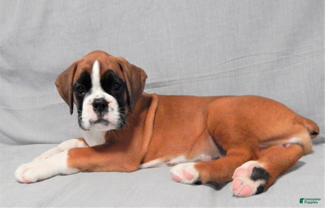 Boxer dogs for sale: Cindy - Image 5