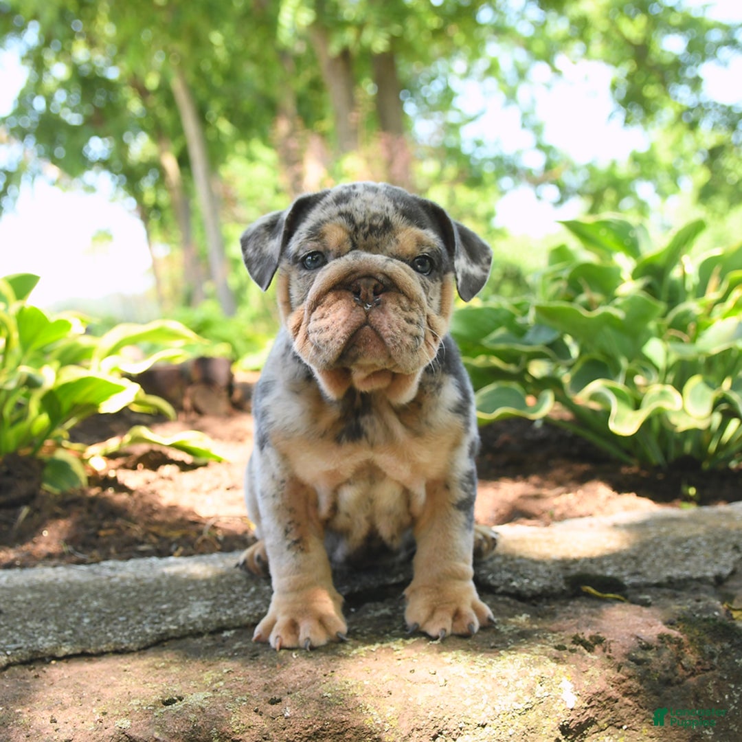 English Bulldog dogs for sale: Bluebell - Image 5