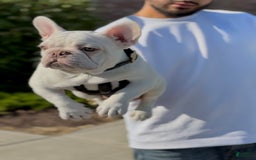 French Bulldog dogs for sale: Marshmallow - Image 2