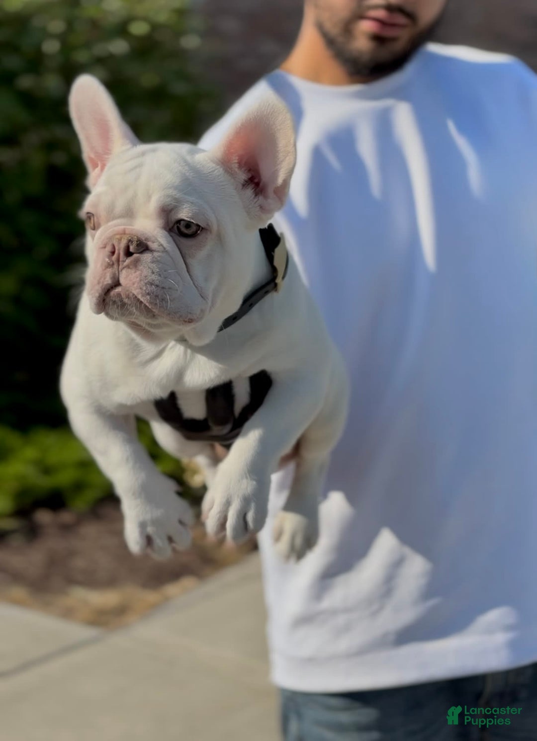 French Bulldog dogs for sale: Marshmallow - Image 2