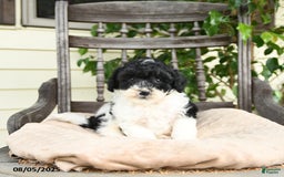 Miniature Poodle dogs for sale: Oliver - Image 5