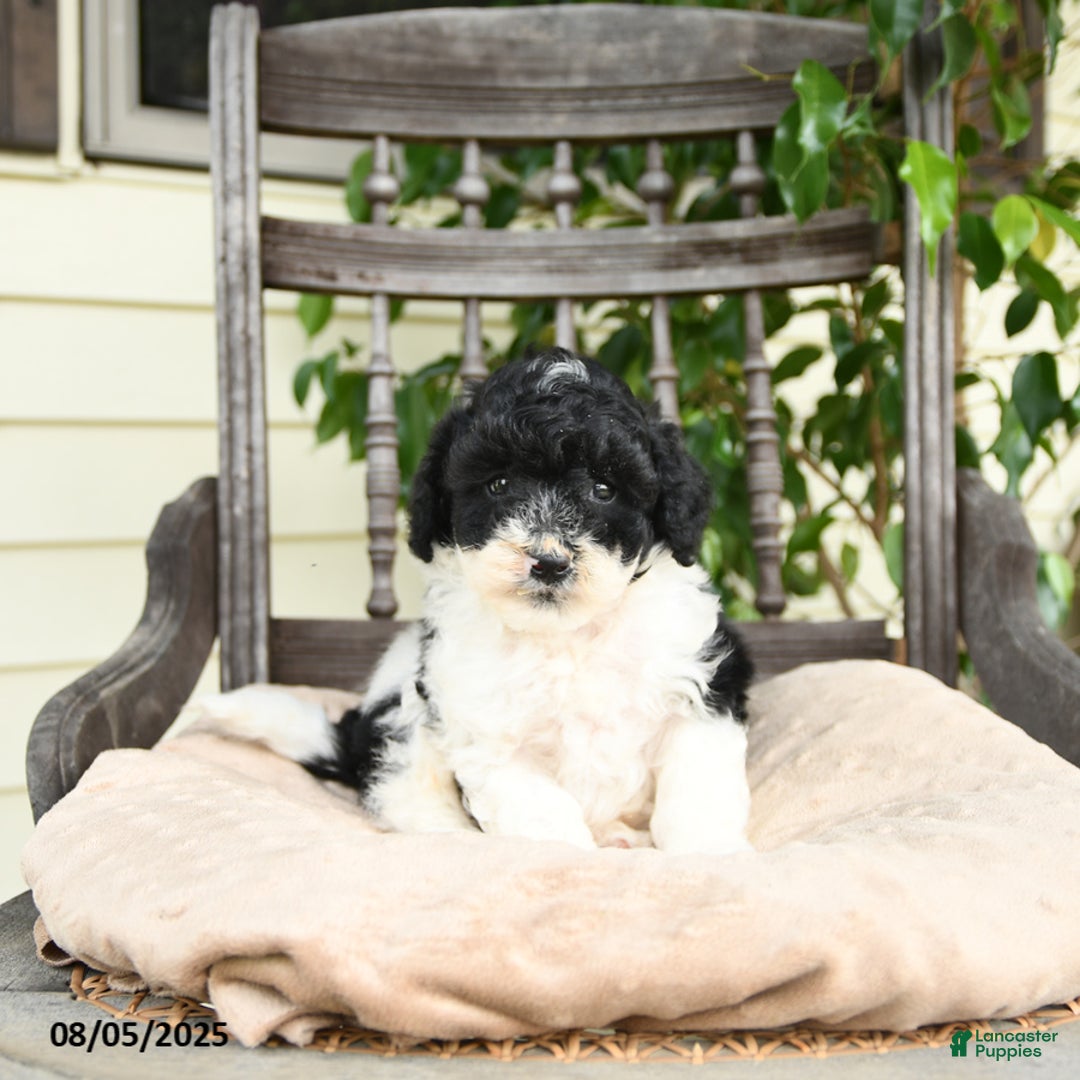 Miniature Poodle dogs for sale: Oliver - Image 5