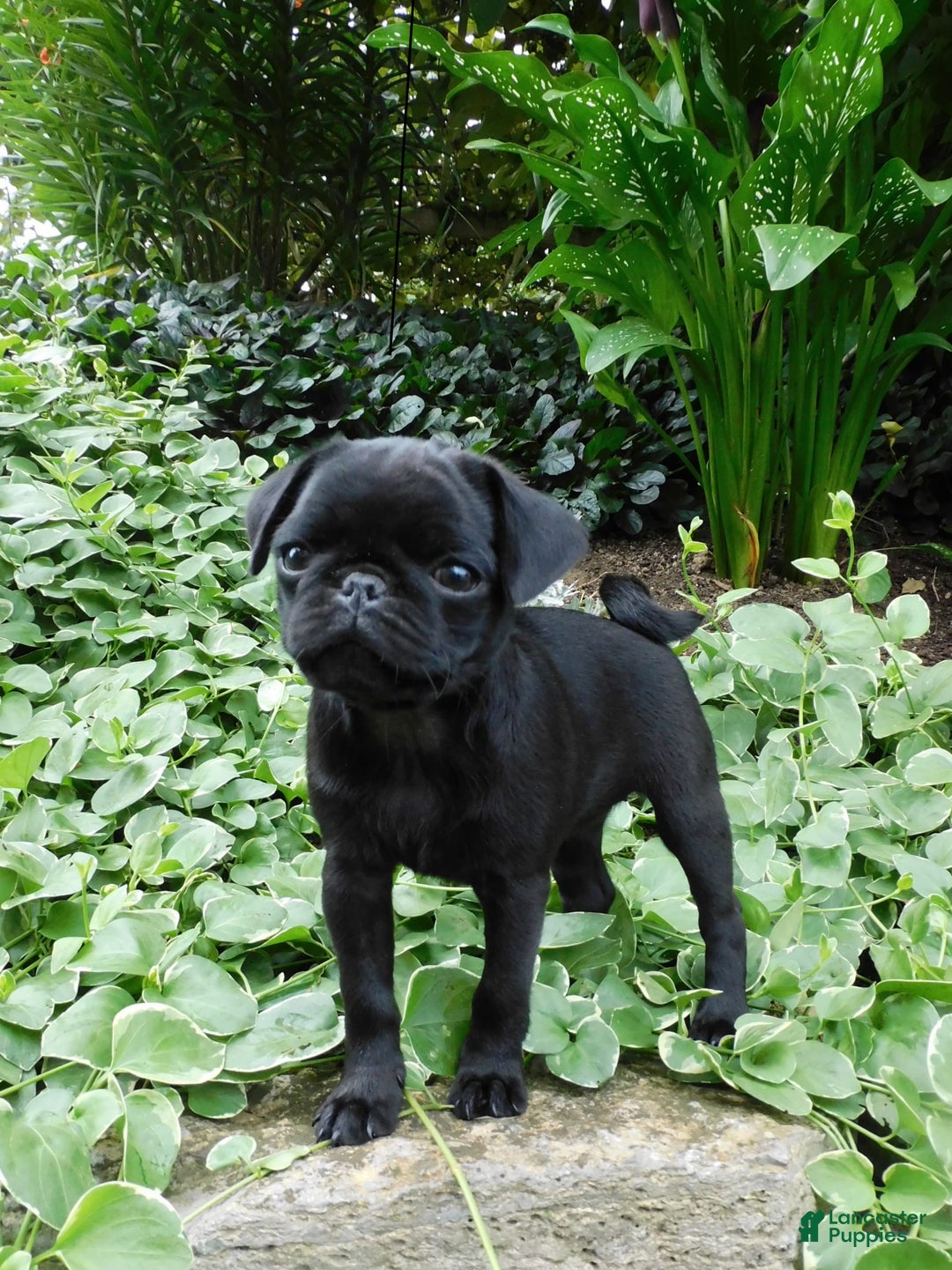 Pug dogs for sale: Pacifica - Image 3
