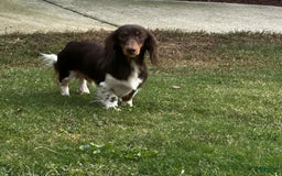 Miniature Dachshund dogs for sale: Rolo - Image 11