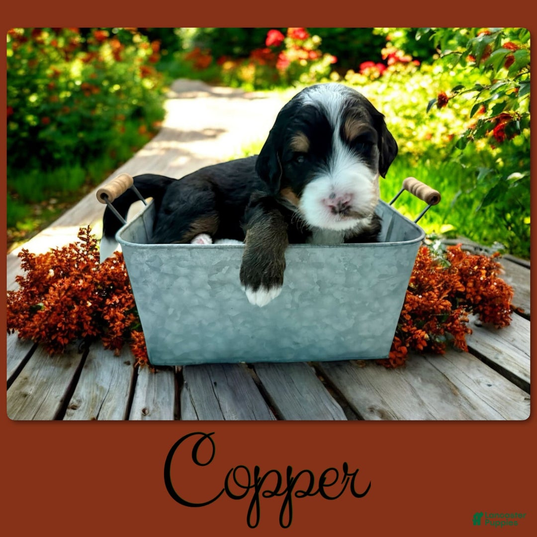Bernedoodle dogs for sale: Copper - Image 2
