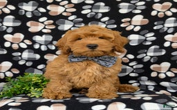 Cockapoo dogs for sale: Ferguson - Image 8