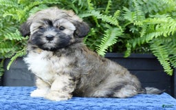 Havapoo dogs for sale: Colby - Image 1