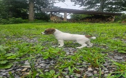 Jack Russell Terrier dogs for sale: Ashley - Image 4