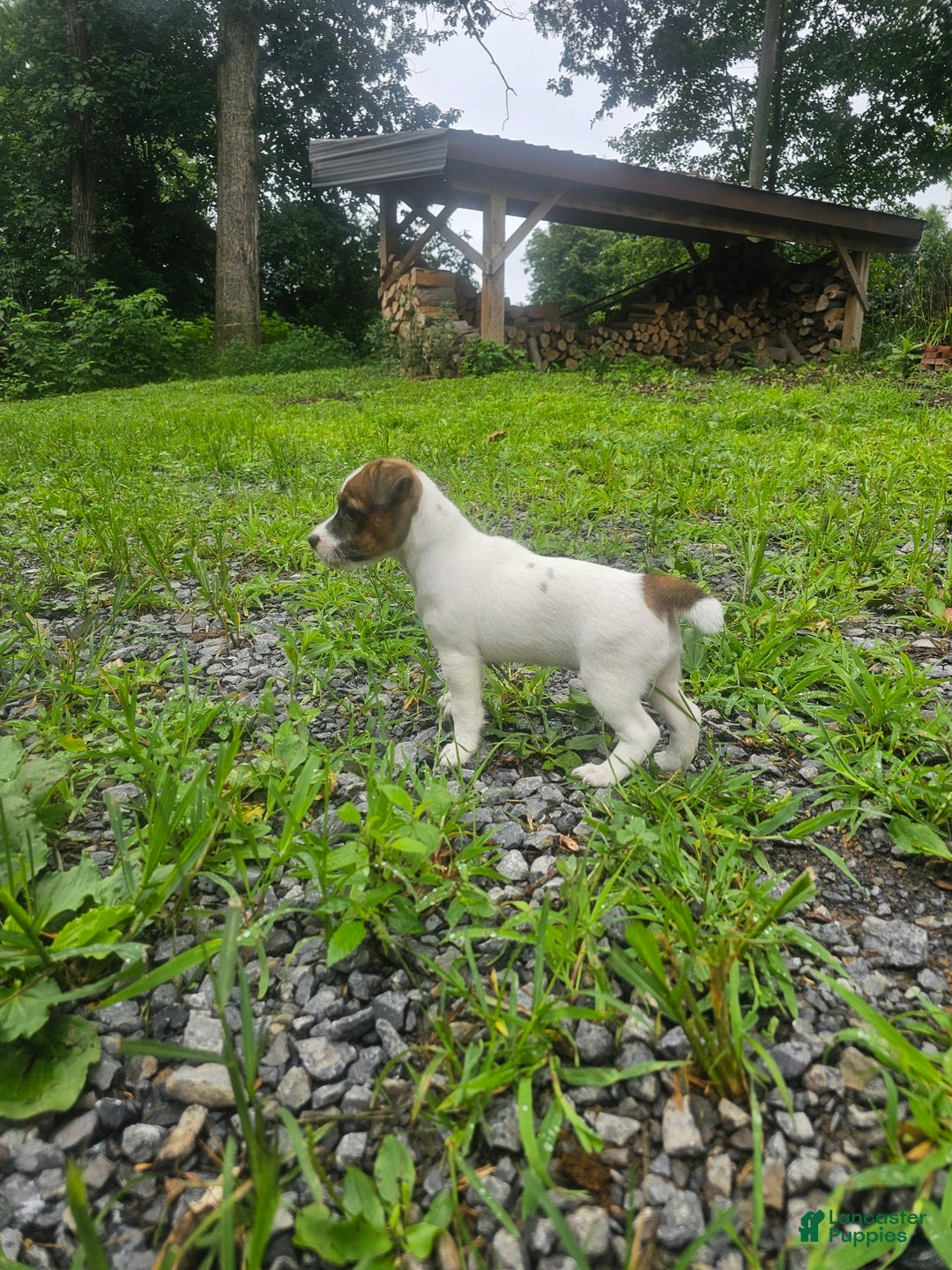 Jack Russell Terrier dogs for sale: Ashley - Image 4