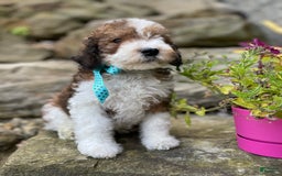 Miniature Poodle dogs for sale: Miniature Poodle 9 puppies - Image 3