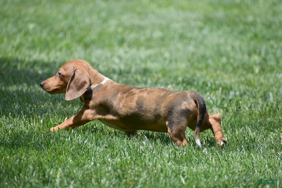 Dachshund dogs for sale: Willow - Image 8