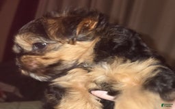 Yorkshire Terrier dogs for sale: Biggie Smalls - Image 5