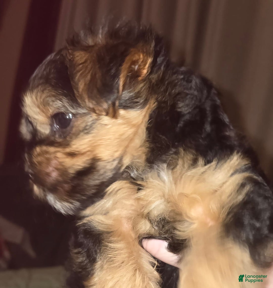 Yorkshire Terrier dogs for sale: Biggie Smalls - Image 5
