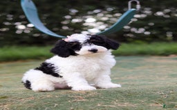 Mini Bernedoodle dogs for sale: Mini Bernedoodle 6 puppies - Image 36
