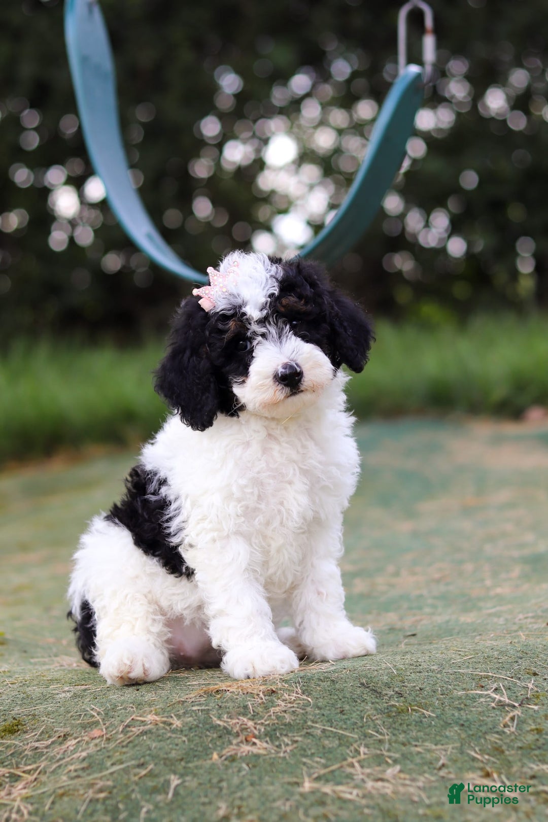 Mini Bernedoodle dogs for sale: Mini Bernedoodle 6 puppies - Image 36