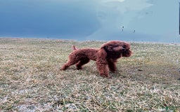 Mini Goldendoodle dogs for sale: Harvey - Image 6