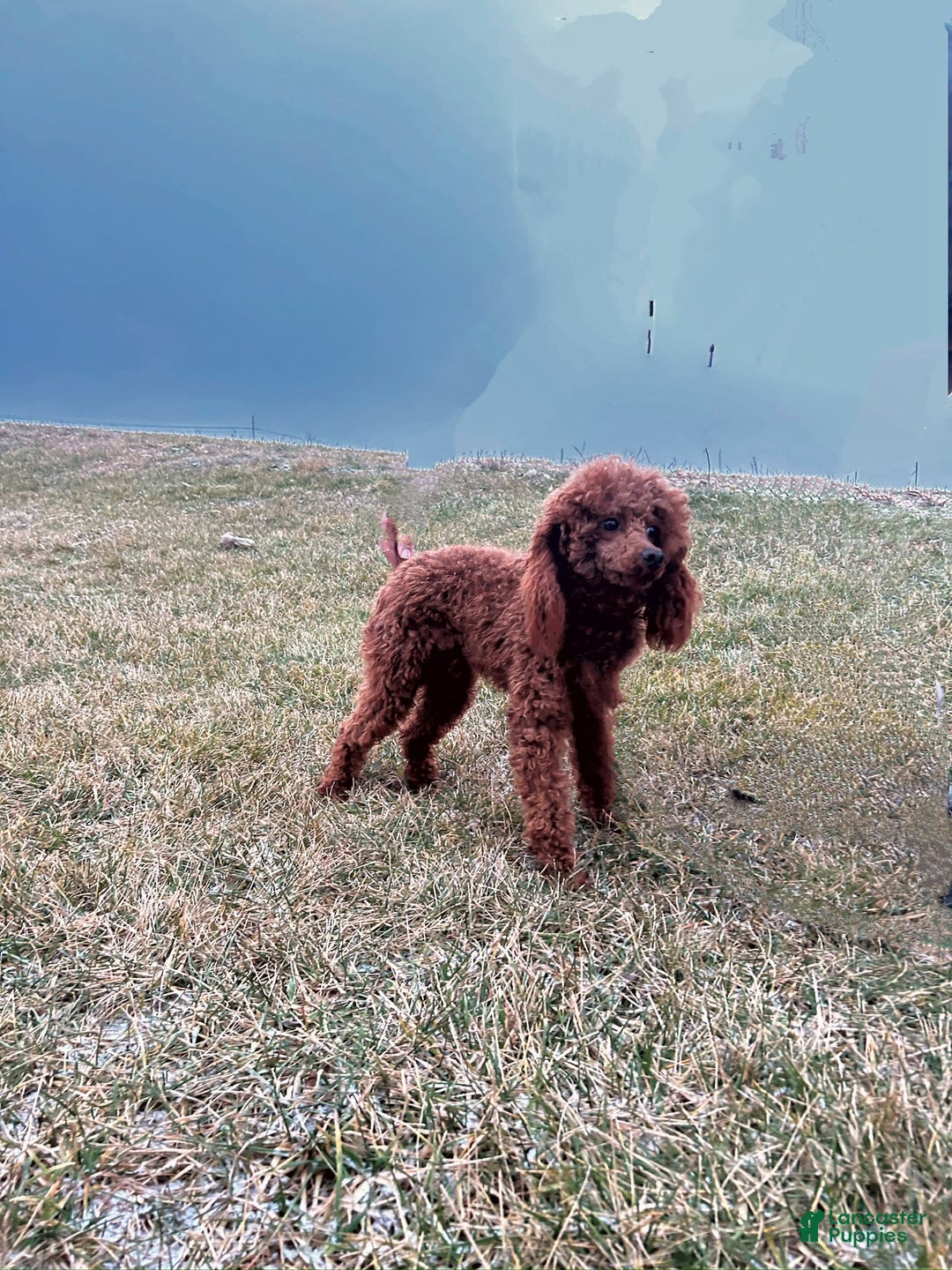 Mini Goldendoodle dogs for sale: Harvey - Image 6