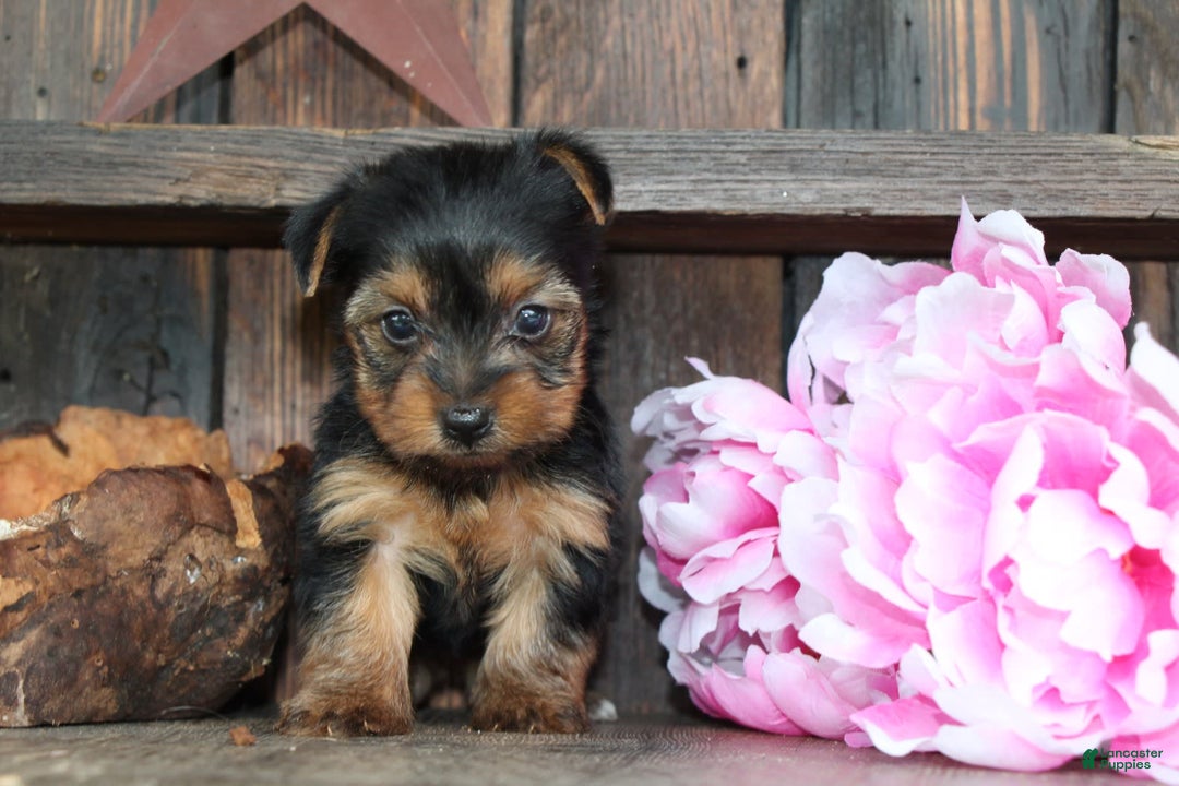 Yorkshire Terrier dogs for sale: Tinkerbell - Image 2