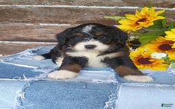 Mini Bernedoodle dogs for sale: Hershey - Image 4