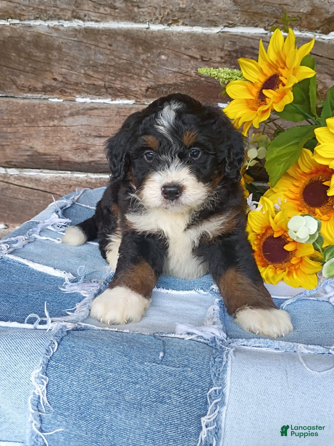 Mini Bernedoodle dogs for sale: Hershey - Image 4