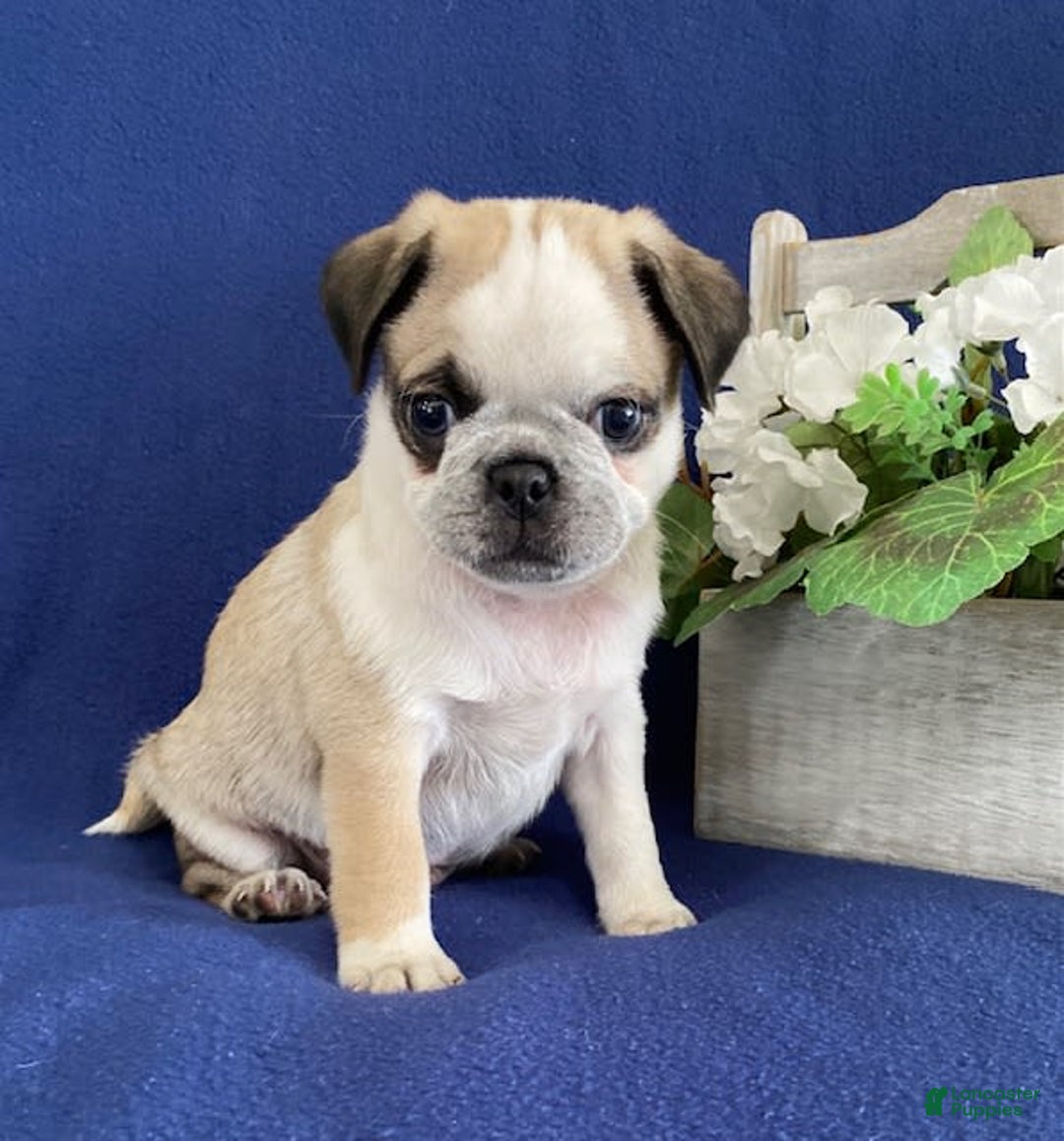 Pug dogs for sale: Danny - Image 3