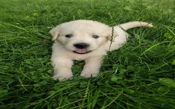 Golden Retriever dogs for sale: Pebbles - Image 5
