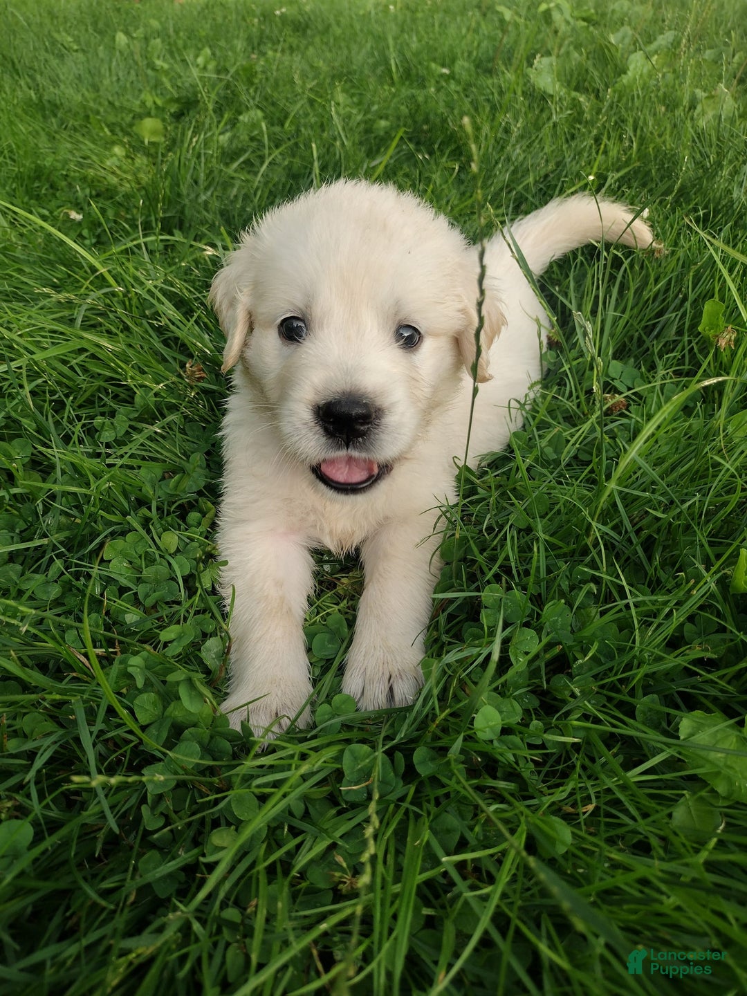 Golden Retriever dogs for sale: Pebbles - Image 5