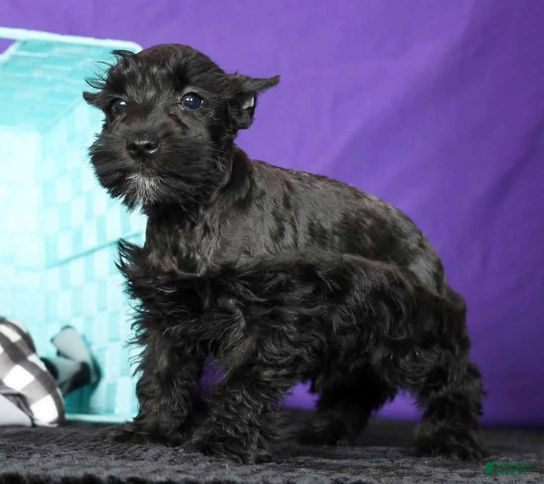 Miniature Schnauzer dogs for sale: Blaze - Image 8