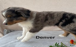 Australian Shepherd dogs for sale: Denver - Image 5