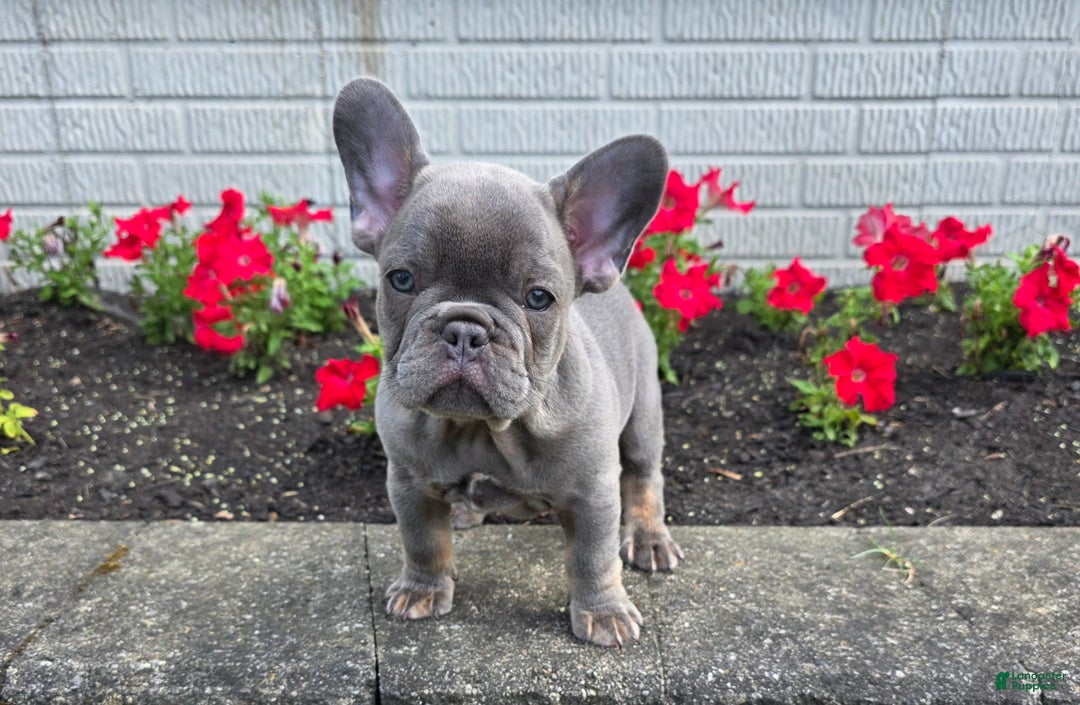French Bulldog dogs for sale: Remi - Image 19