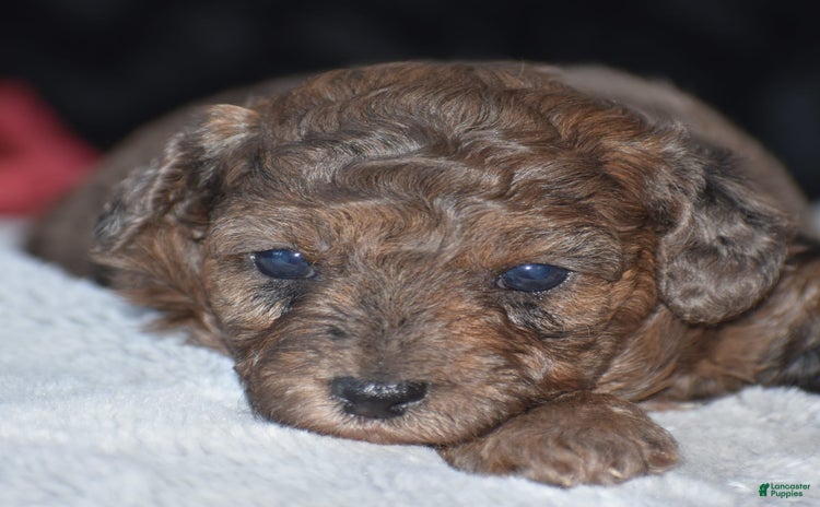 Yorkiepoo dogs for sale - Ad 5