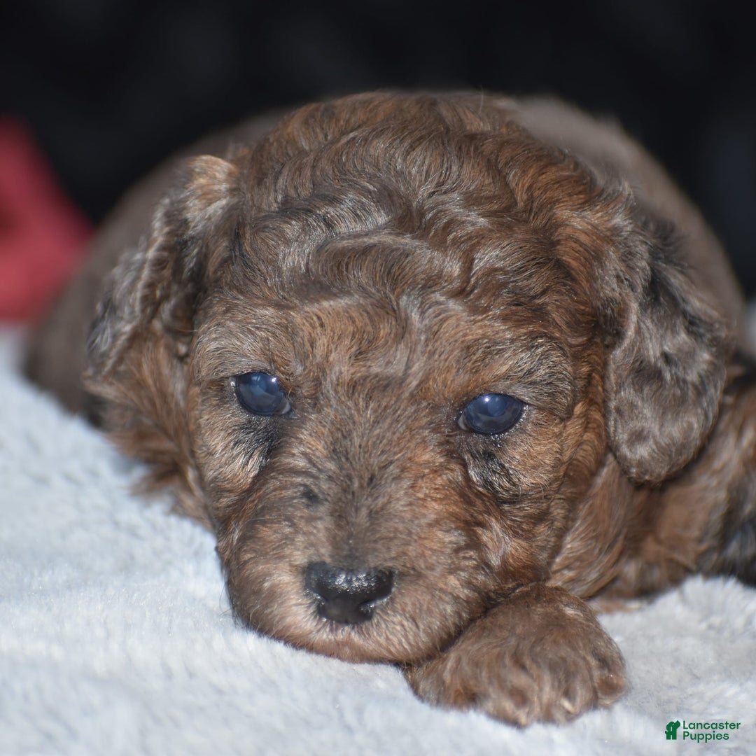 Yorkiepoo dogs for sale: Petunia - Image 1