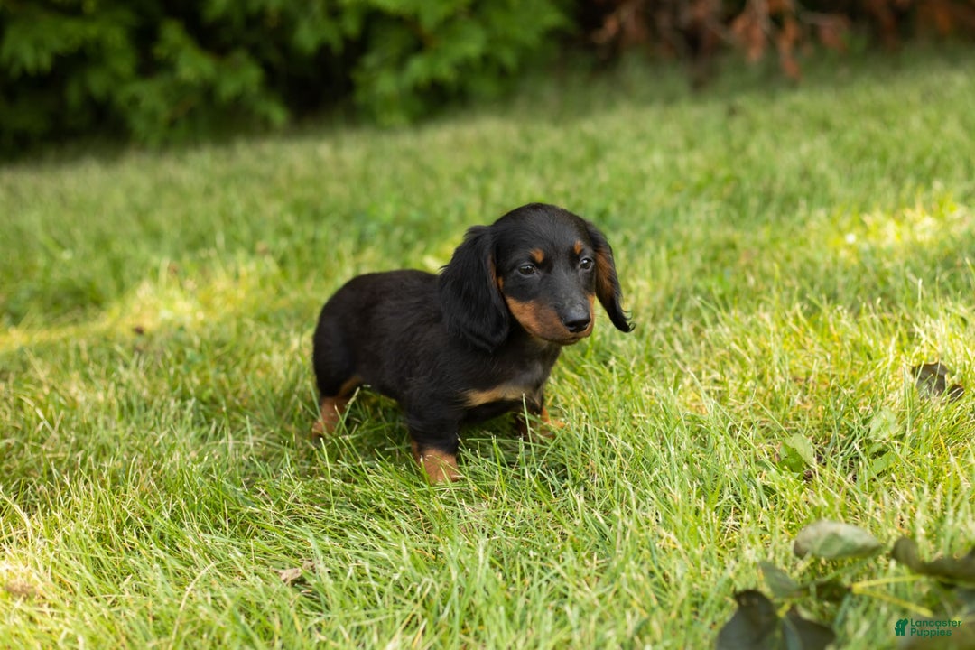 Miniature Dachshund dogs for sale: Miniature Dachshund 5 puppies - Image 14