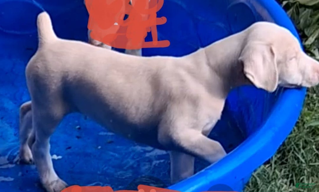 Doberman Pinscher dogs for sale: White Collar - Image 3