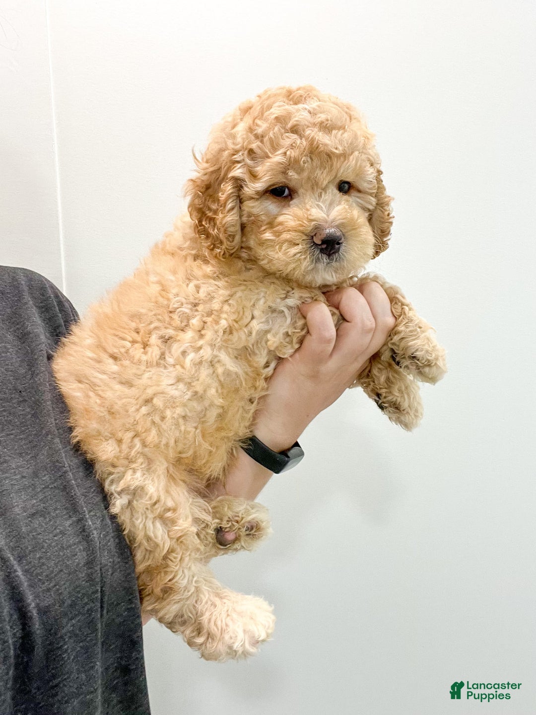 Mini Bernedoodle dogs for sale: Dante - Image 5