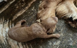 Goldendoodle dogs for sale: Bennie - Image 4