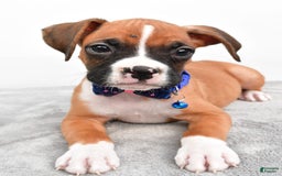 Boxer dogs for sale: Rick - Image 5