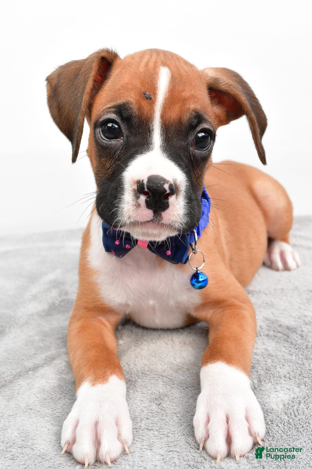 Boxer dogs for sale: Rick - Image 5