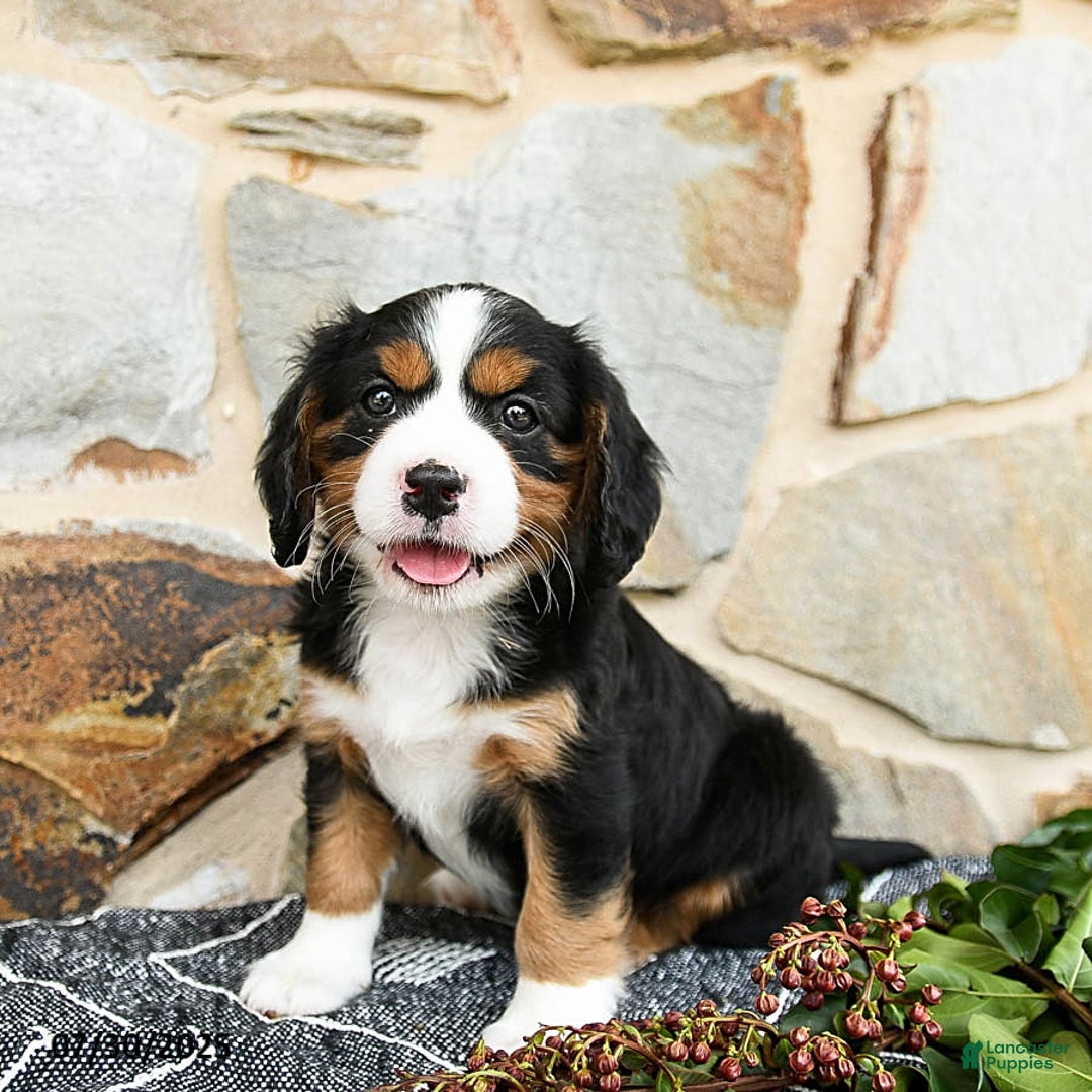 Miniature Bernese Mountain Dog dogs for sale: Willow - Image 1