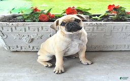 Jug dogs for sale: Rylan - Image 3