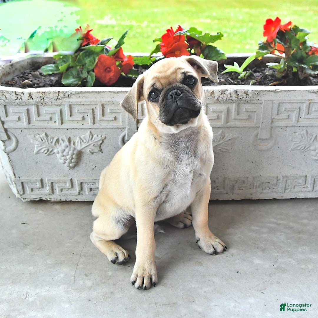 Jug dogs for sale: Rylan - Image 3