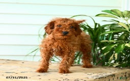 Mini Goldendoodle dogs for sale: Georgia - Image 5
