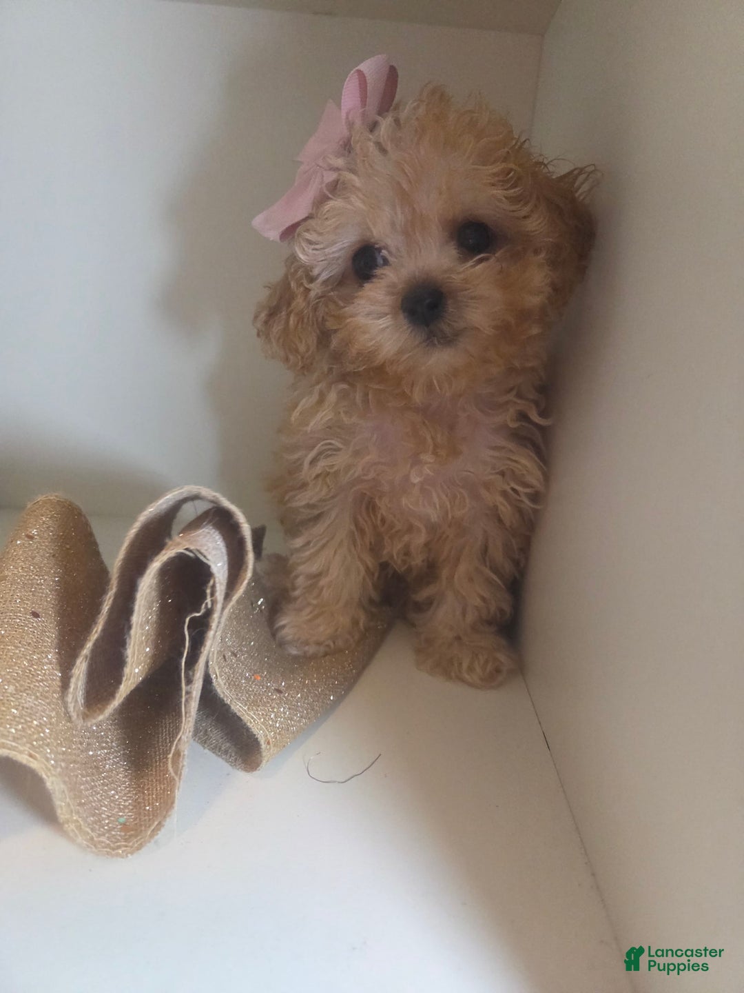 Cavapoo dogs for sale: Ella - Image 4