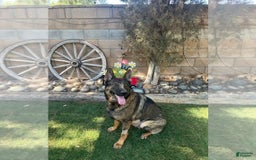 German Shepherd dogs for sale: Rip - Image 3