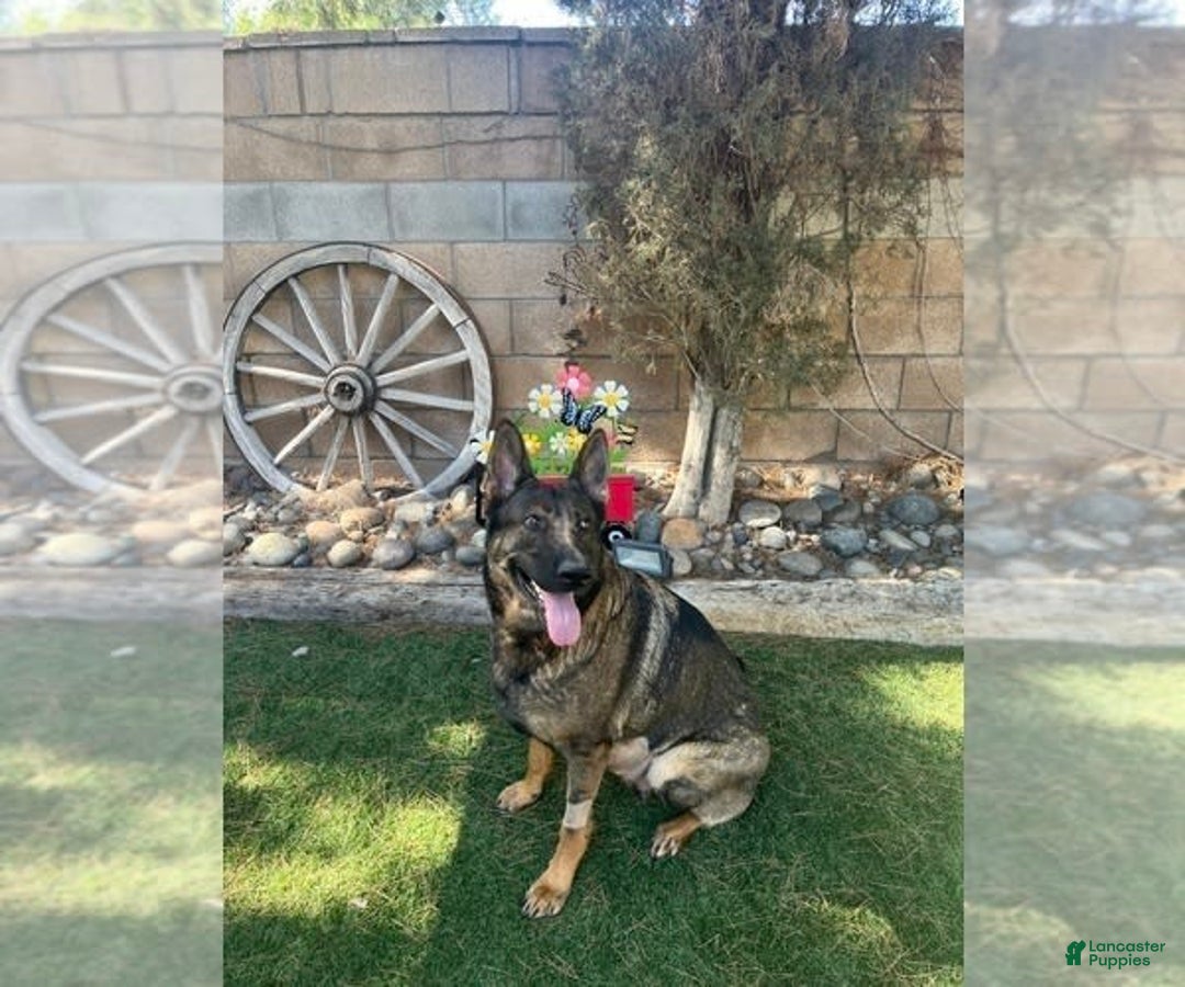 German Shepherd dogs for sale: Rip - Image 3