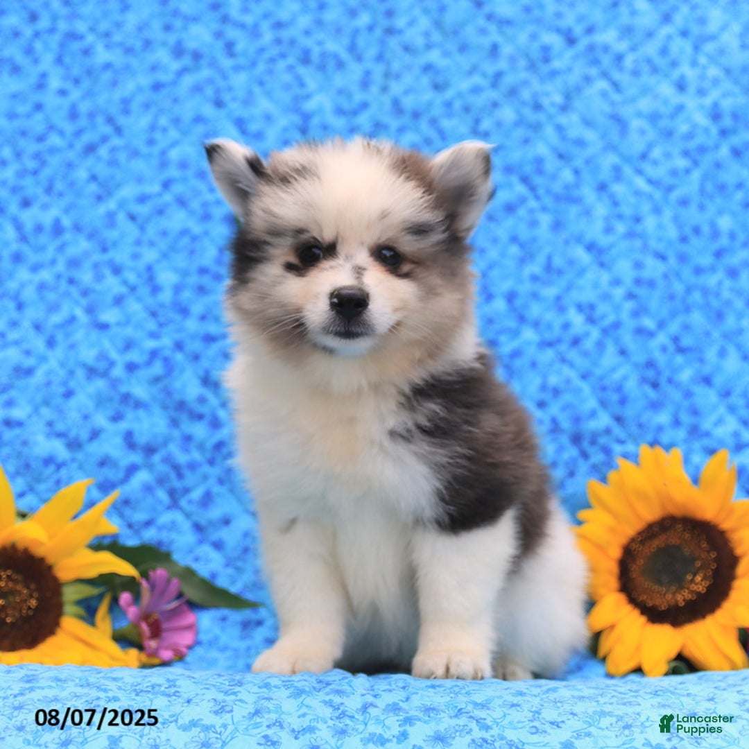 Pomsky dogs for sale: Nugget - Image 4