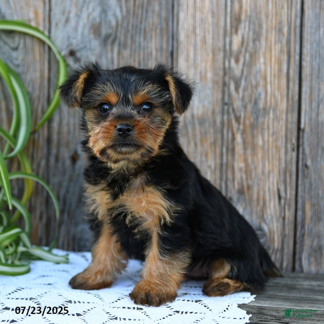 Yorkshire Terrier dogs for sale: Lucky - Image 5